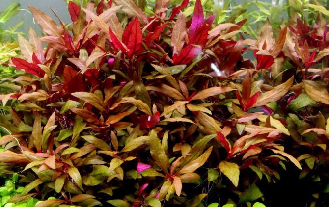 Альтернантера Лиловая (Alternanthera reineckii «lilacina»)